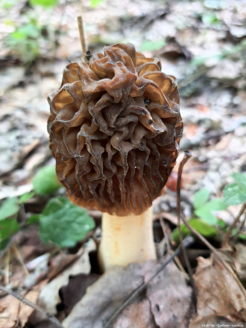 Путешествие в Старицу — Куклы Irrealdoll (Ирреалдолл): BJD (БЖД)