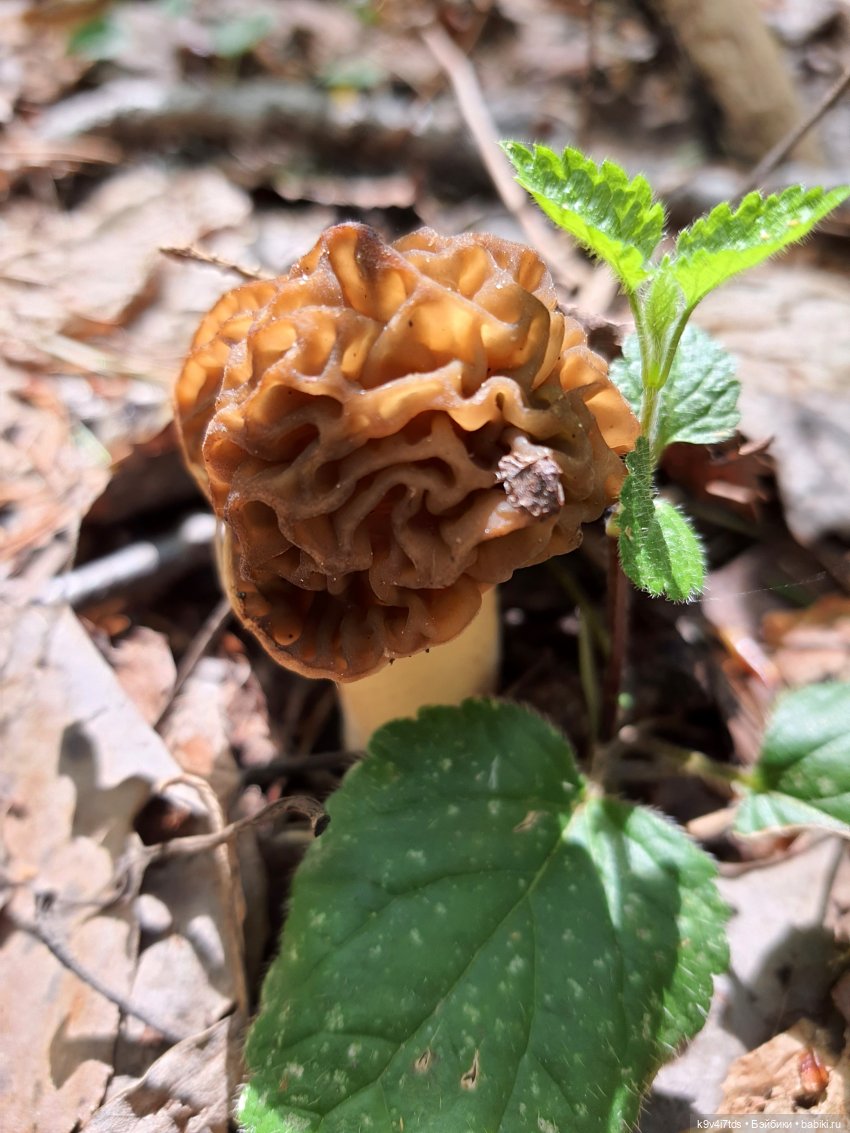 Путешествие в Старицу — Куклы Irrealdoll (Ирреалдолл): BJD (БЖД)