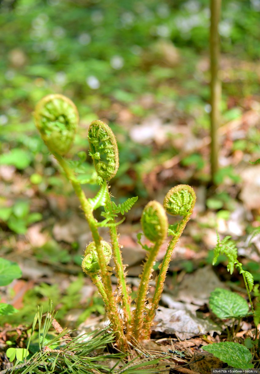 Путешествие в Старицу — Куклы Irrealdoll (Ирреалдолл): BJD (БЖД)