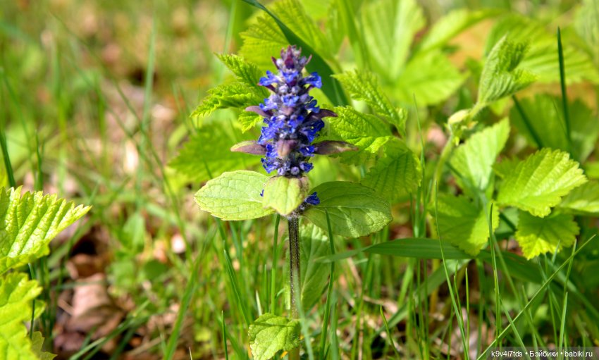 Путешествие в Старицу — Куклы Irrealdoll (Ирреалдолл): BJD (БЖД)