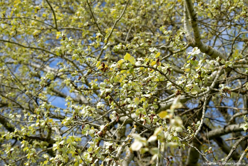 Путешествие в Старицу — Куклы Irrealdoll (Ирреалдолл): BJD (БЖД) (фото 7)