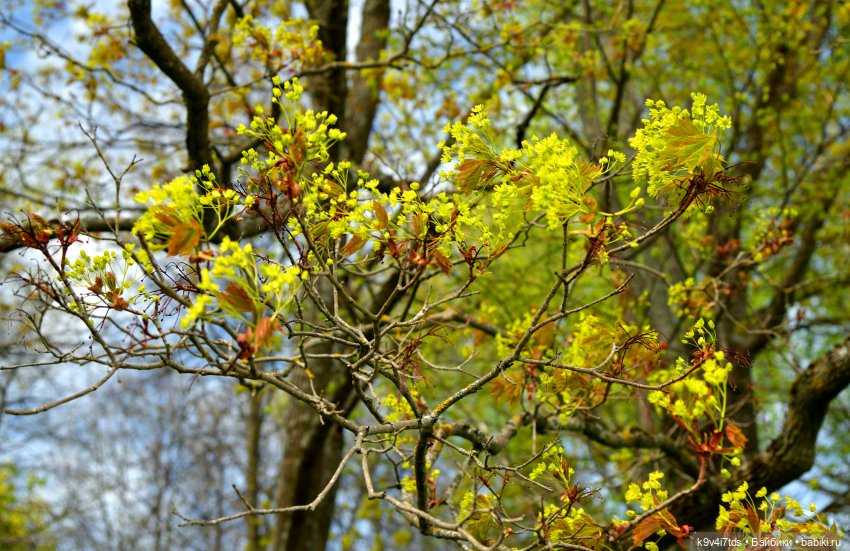 Путешествие в Старицу — Куклы Irrealdoll (Ирреалдолл): BJD (БЖД) (фото 9)