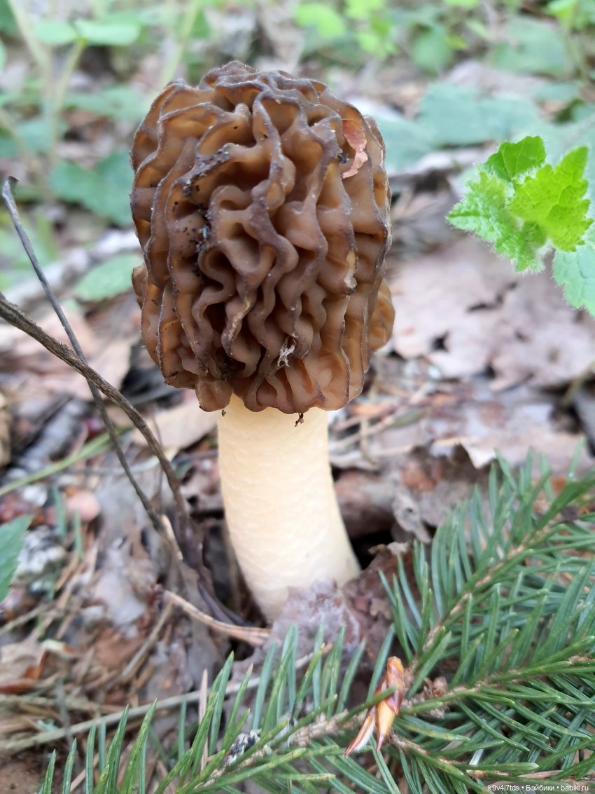 Путешествие в Старицу — Куклы Irrealdoll (Ирреалдолл): BJD (БЖД)