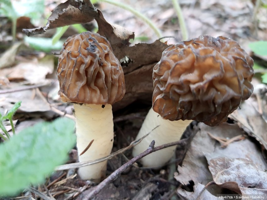 Путешествие в Старицу — Куклы Irrealdoll (Ирреалдолл): BJD (БЖД)