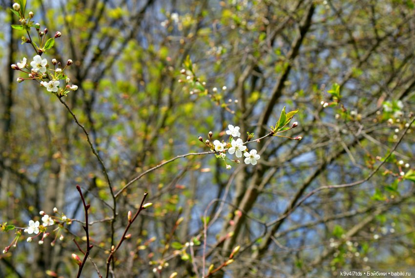 Путешествие в Старицу — Куклы Irrealdoll (Ирреалдолл): BJD (БЖД)