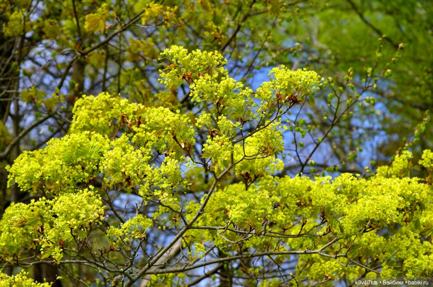 Путешествие в Старицу — Куклы Irrealdoll (Ирреалдолл): BJD (БЖД)