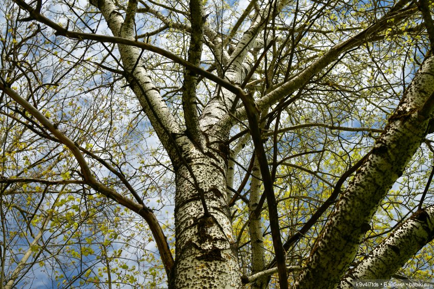 Путешествие в Старицу — Куклы Irrealdoll (Ирреалдолл): BJD (БЖД) (фото 3)