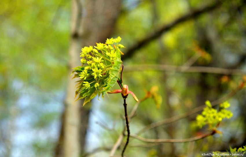 Путешествие в Старицу — Куклы Irrealdoll (Ирреалдолл): BJD (БЖД) (фото 8)