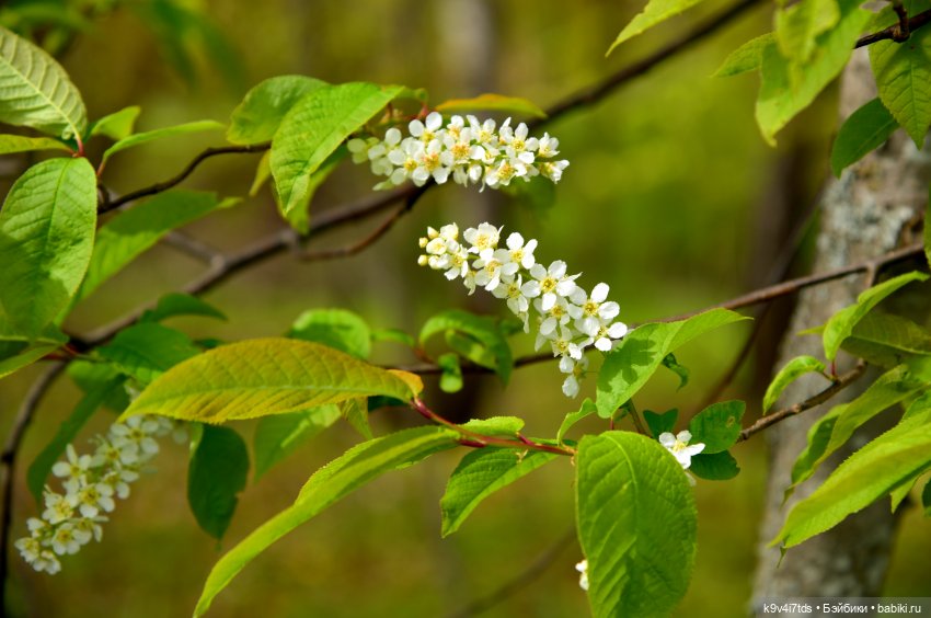 Путешествие в Старицу — Куклы Irrealdoll (Ирреалдолл): BJD (БЖД)