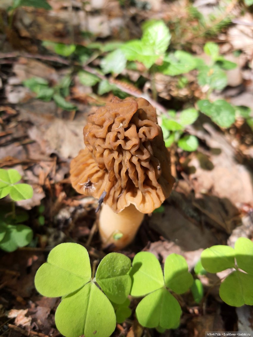 Путешествие в Старицу — Куклы Irrealdoll (Ирреалдолл): BJD (БЖД)