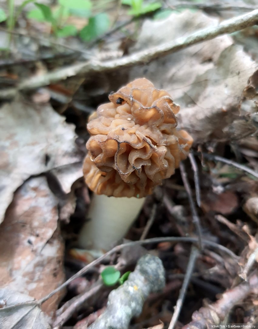 Путешествие в Старицу — Куклы Irrealdoll (Ирреалдолл): BJD (БЖД)