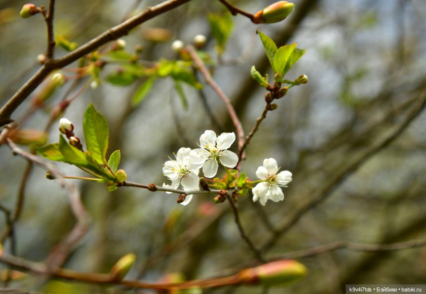 Путешествие в Старицу — Куклы Irrealdoll (Ирреалдолл): BJD (БЖД)