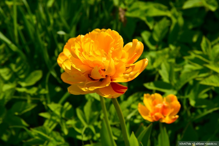 Путешествие в Старицу, заключительная часть