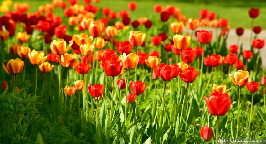 Путешествие в Старицу, заключительная часть