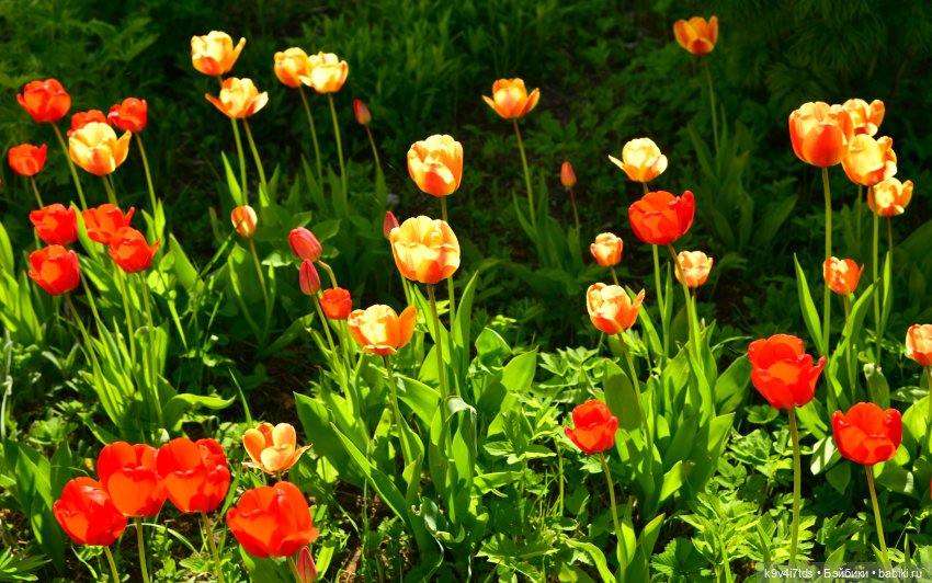 Путешествие в Старицу, заключительная часть