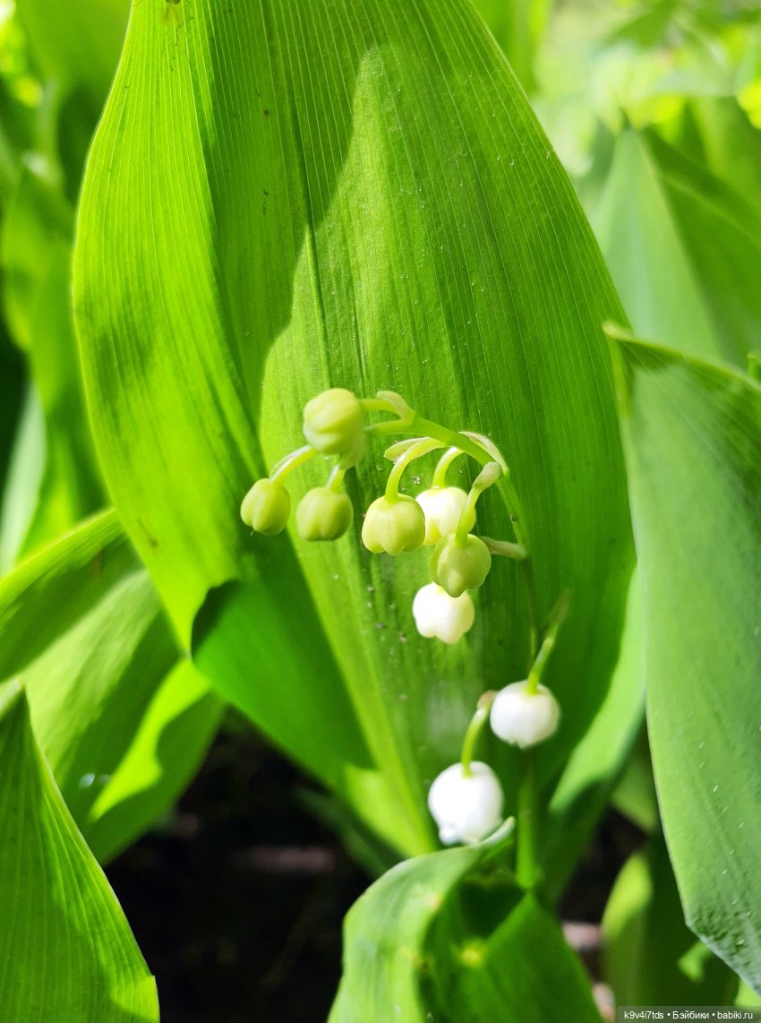 Цветущий Май — Куклы Irrealdoll (Ирреалдолл): BJD (БЖД) (фото 10)