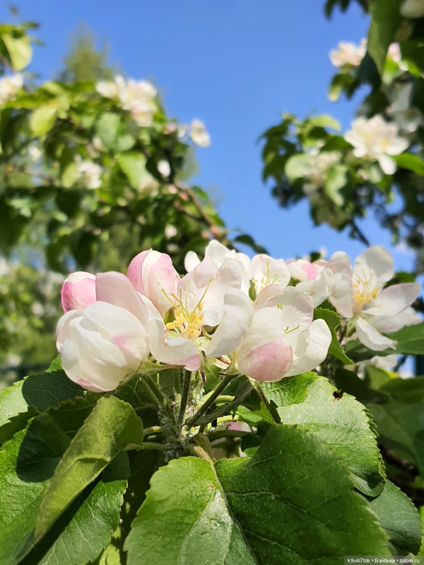 Цветущий Май — Куклы Irrealdoll (Ирреалдолл): BJD (БЖД) (фото 6)