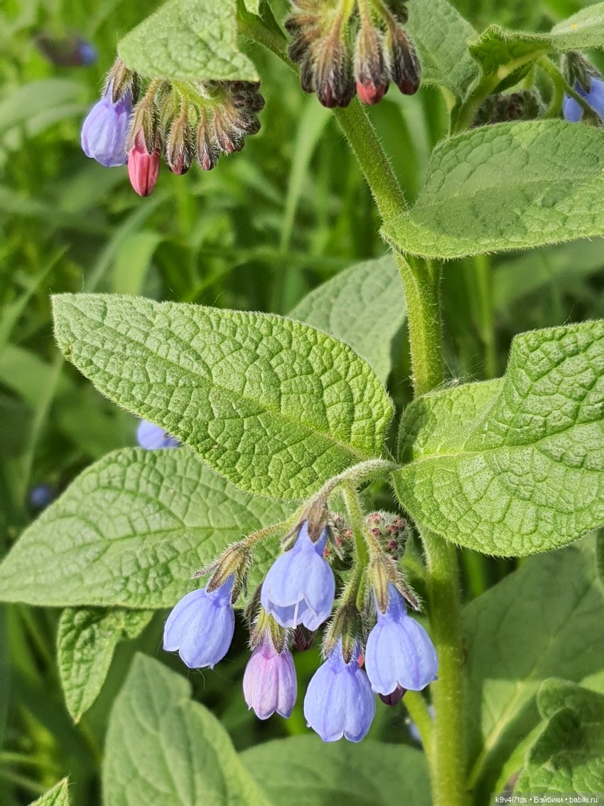 Цветущий Май — Куклы Irrealdoll (Ирреалдолл): BJD (БЖД)