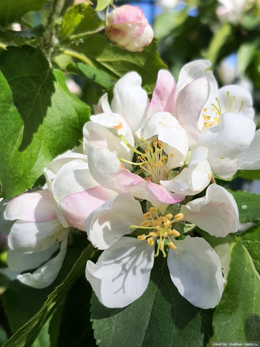 Цветущий Май — Куклы Irrealdoll (Ирреалдолл): BJD (БЖД) (фото 4)