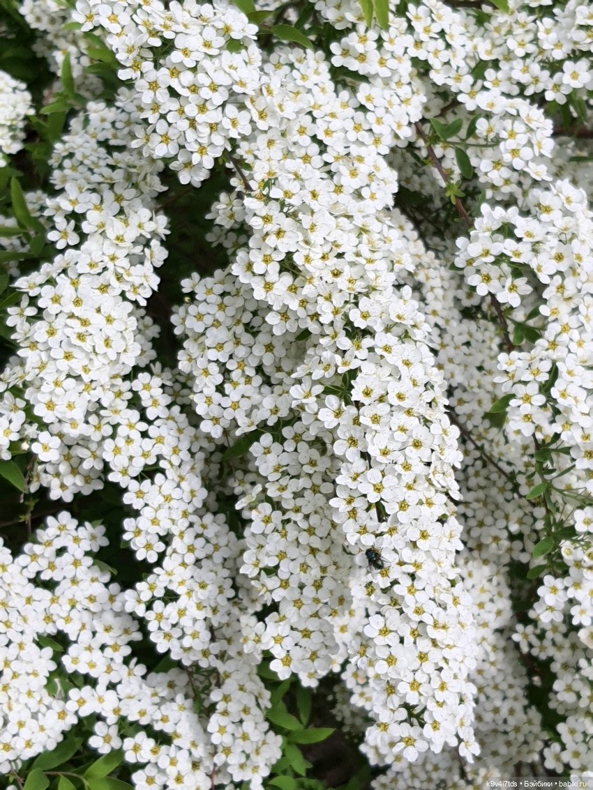 Цветущий Май — Куклы Irrealdoll (Ирреалдолл): BJD (БЖД)