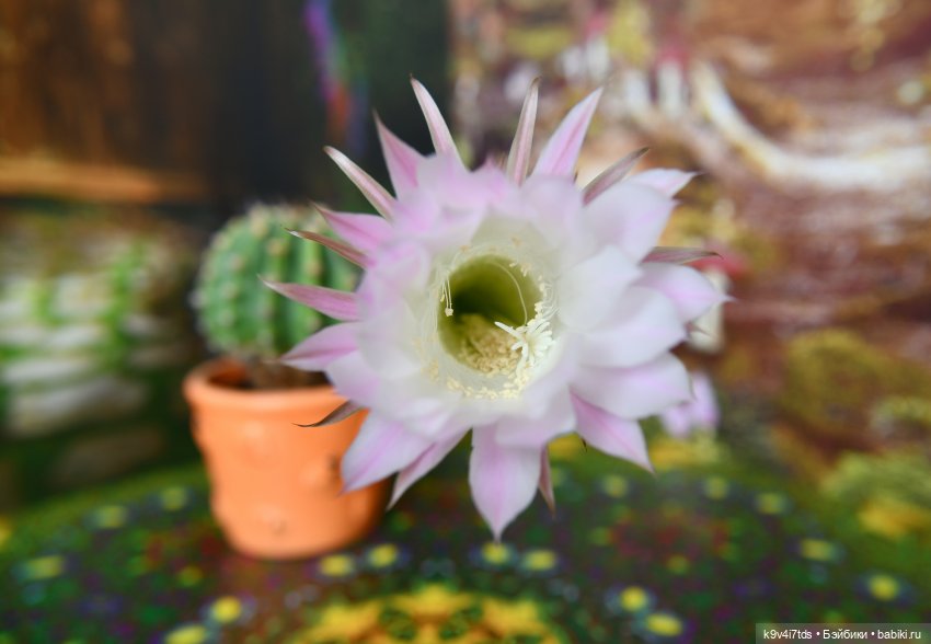 Цветущий Май — Куклы Irrealdoll (Ирреалдолл): BJD (БЖД)