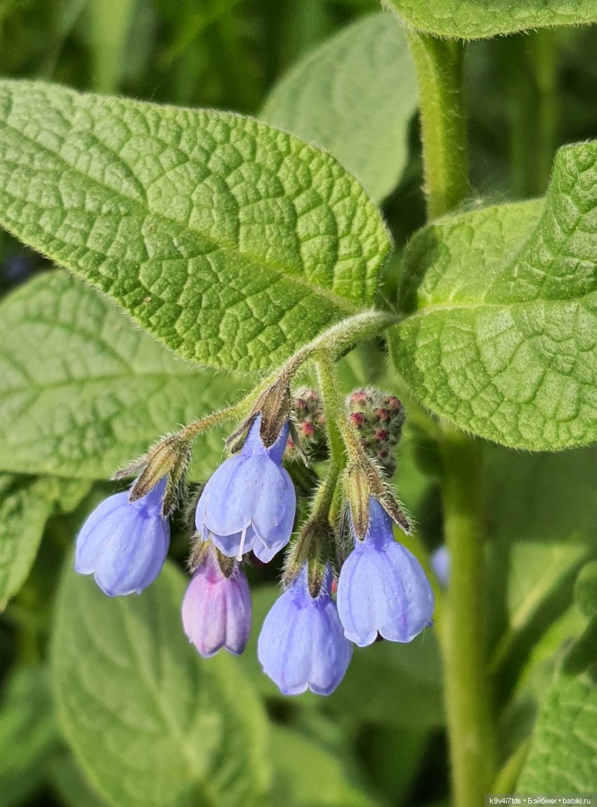 Цветущий Май — Куклы Irrealdoll (Ирреалдолл): BJD (БЖД)