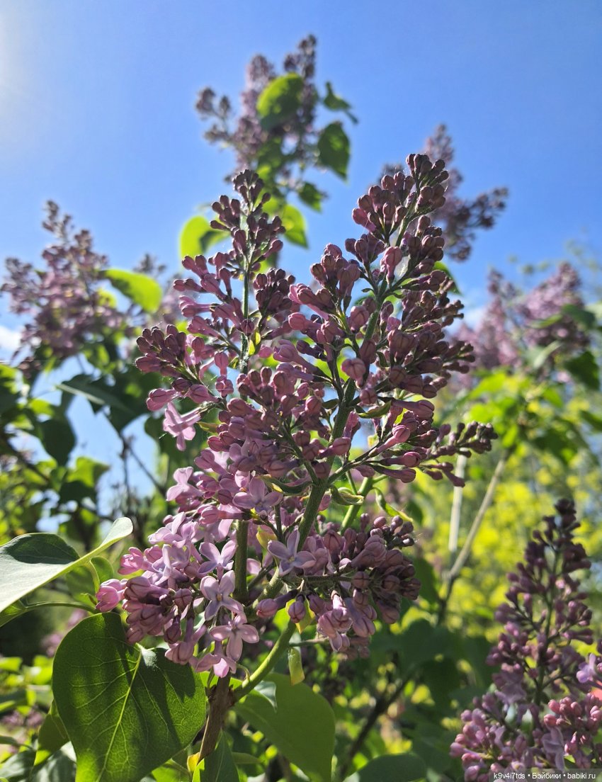 Цветущий Май — Куклы Irrealdoll (Ирреалдолл): BJD (БЖД)