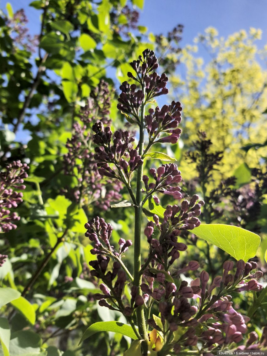 Цветущий Май — Куклы Irrealdoll (Ирреалдолл): BJD (БЖД) (фото 2)