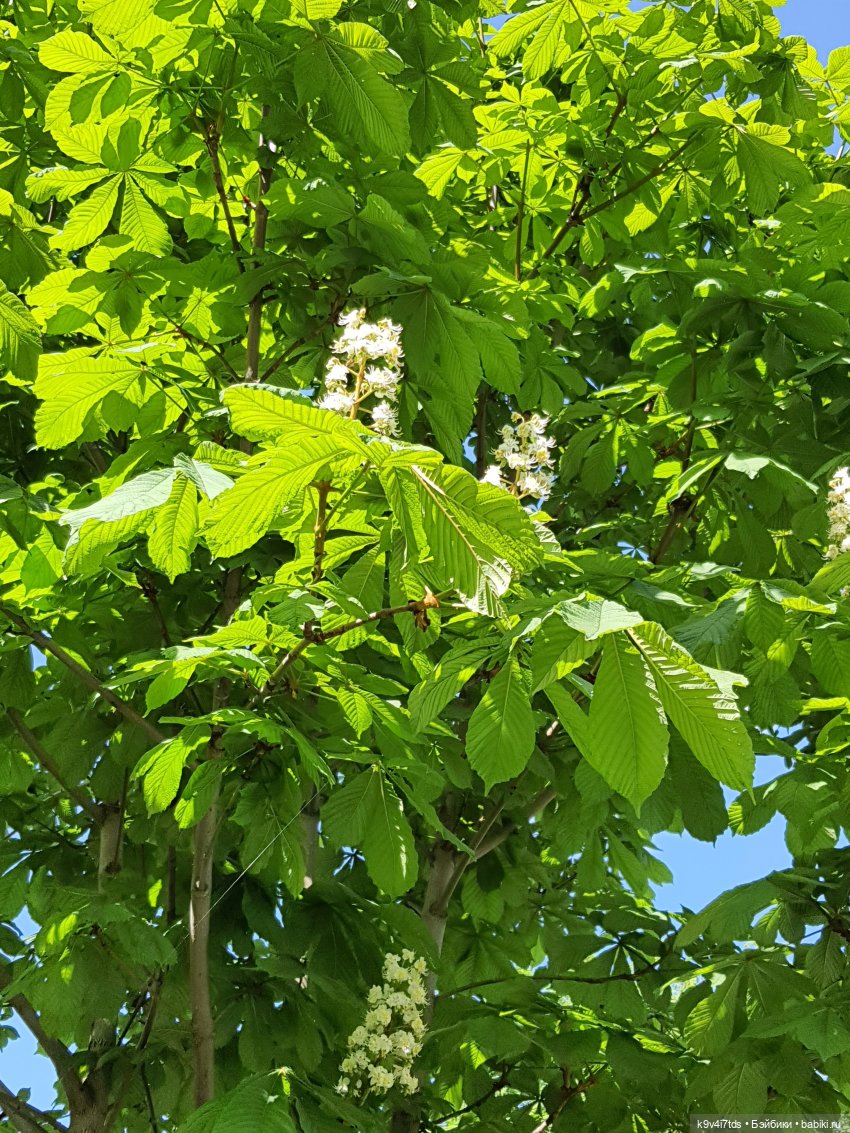 Цветущий Май — Куклы Irrealdoll (Ирреалдолл): BJD (БЖД) (фото 3)