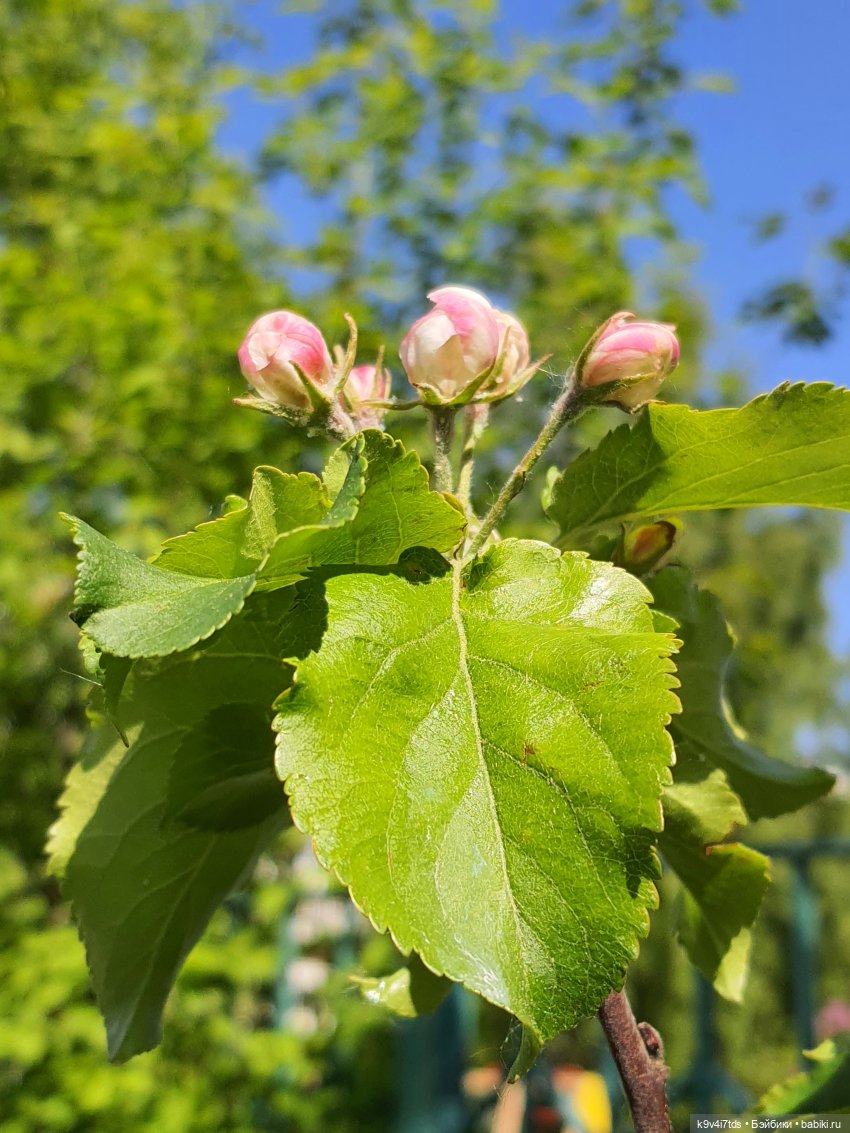 Цветущий Май — Куклы Irrealdoll (Ирреалдолл): BJD (БЖД) (фото 9)