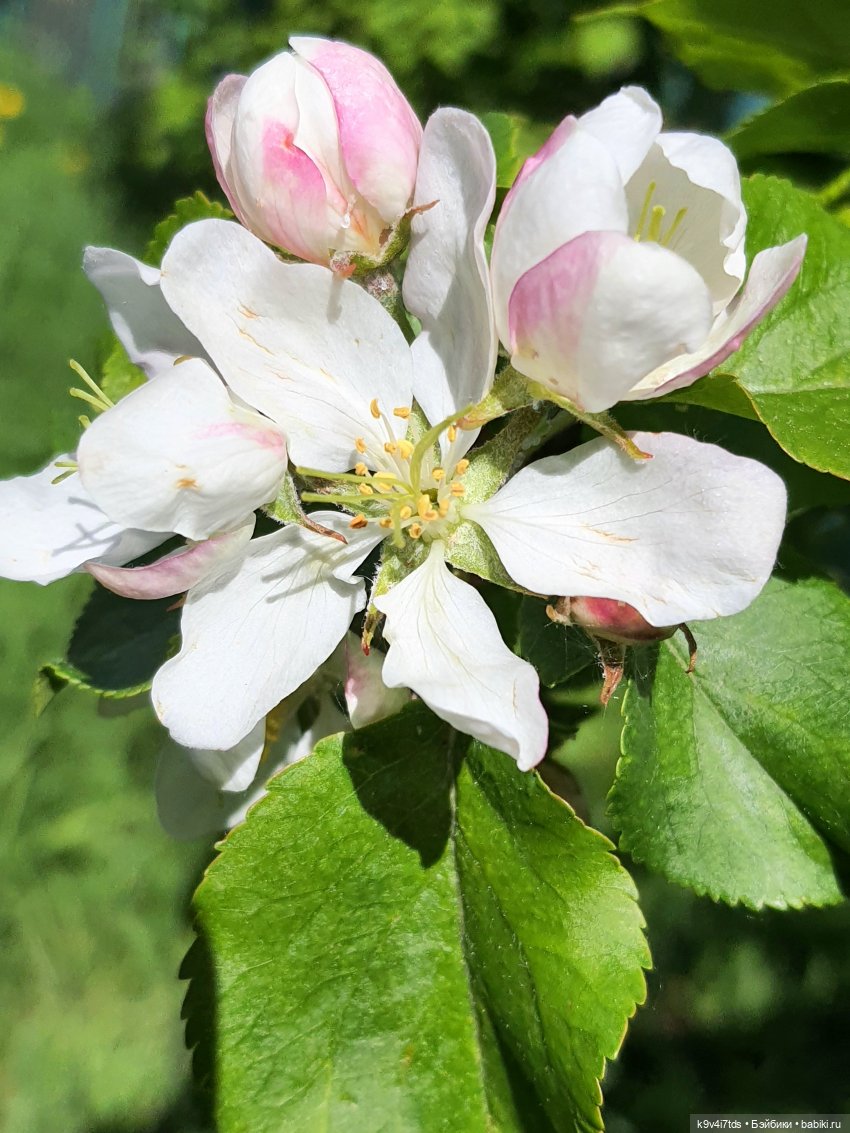 Цветущий Май — Куклы Irrealdoll (Ирреалдолл): BJD (БЖД) (фото 7)