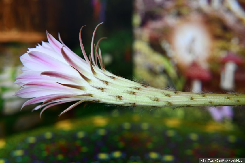 Цветущий Май — Куклы Irrealdoll (Ирреалдолл): BJD (БЖД)