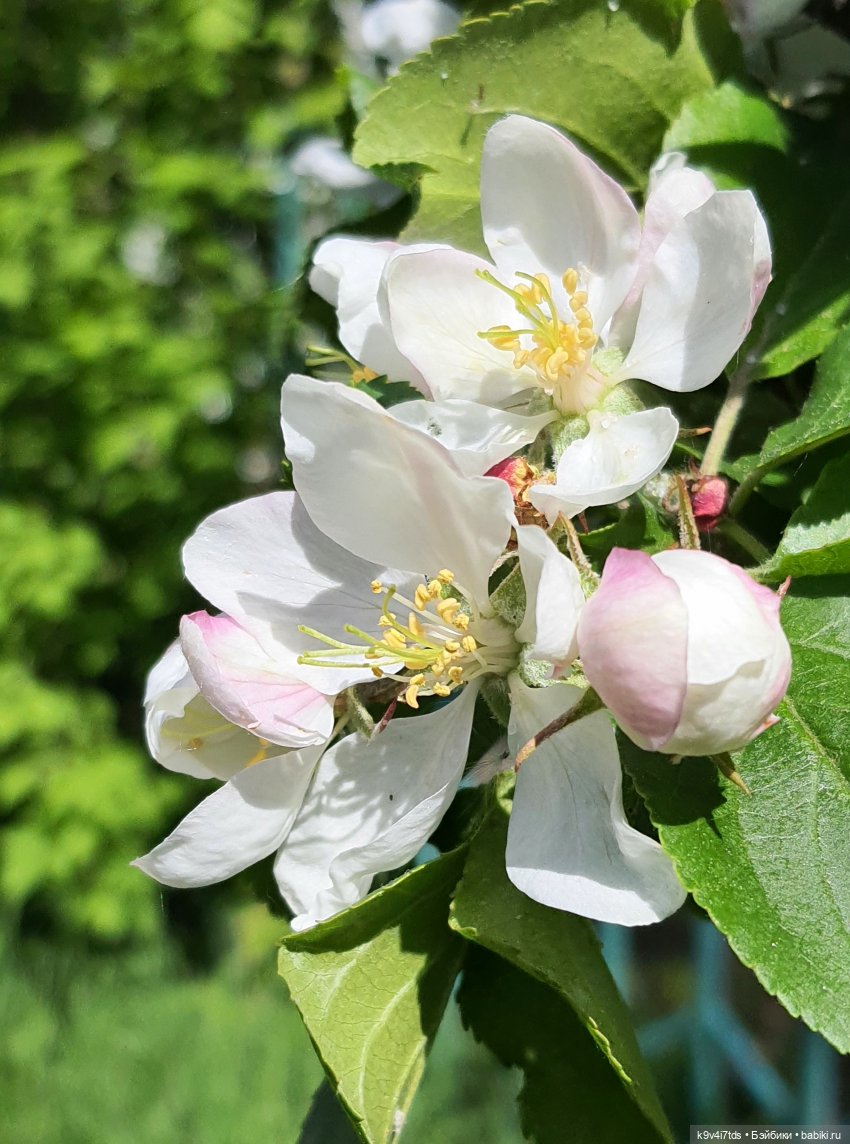 Цветущий Май — Куклы Irrealdoll (Ирреалдолл): BJD (БЖД) (фото 8)