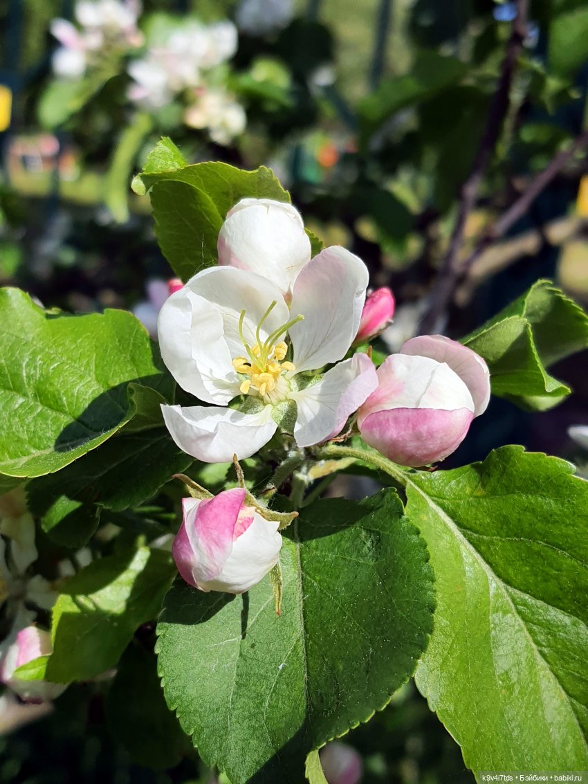 Цветущий Май — Куклы Irrealdoll (Ирреалдолл): BJD (БЖД) (фото 5)