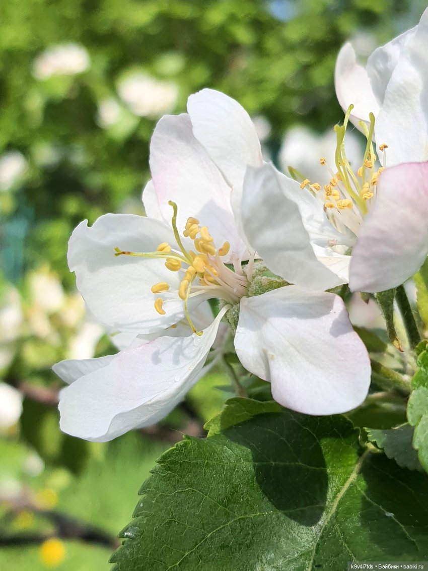 В Первый День Лета — Куклы Irrealdoll (Ирреалдолл): BJD (БЖД)