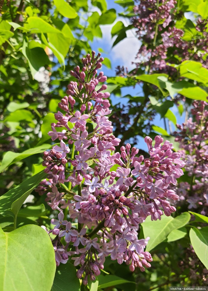 В Первый День Лета — Куклы Irrealdoll (Ирреалдолл): BJD (БЖД) (фото 2)