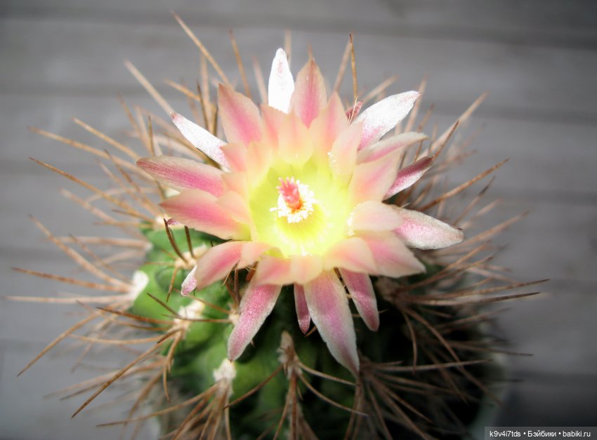 В Первый День Лета — Куклы Irrealdoll (Ирреалдолл): BJD (БЖД)