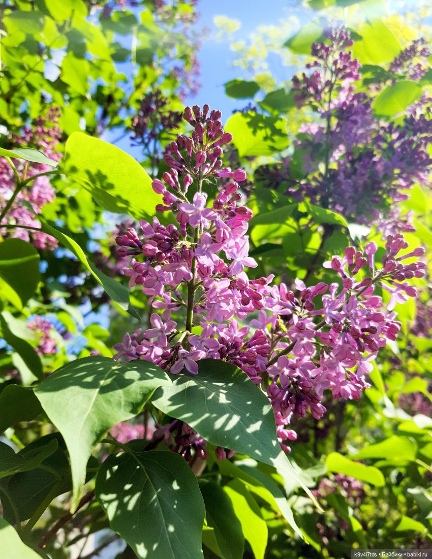 В Первый День Лета — Куклы Irrealdoll (Ирреалдолл): BJD (БЖД) (фото 4)