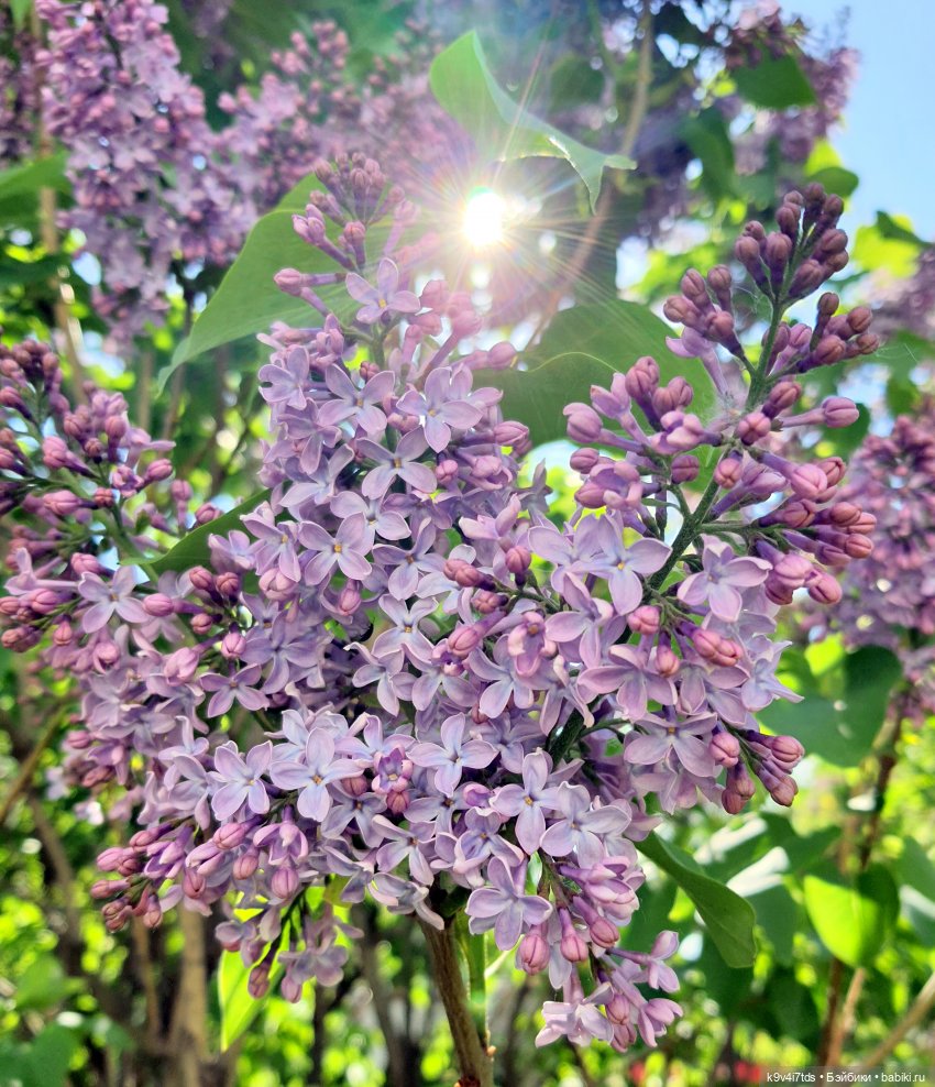 В Первый День Лета — Куклы Irrealdoll (Ирреалдолл): BJD (БЖД)