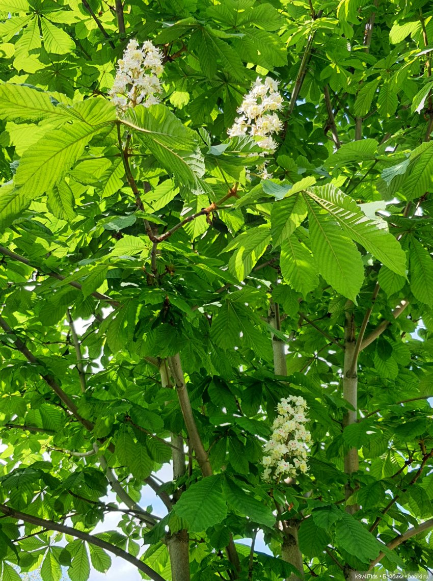 В Первый День Лета — Куклы Irrealdoll (Ирреалдолл): BJD (БЖД)