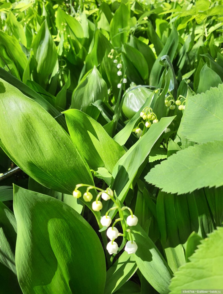 В Первый День Лета — Куклы Irrealdoll (Ирреалдолл): BJD (БЖД) (фото 5)