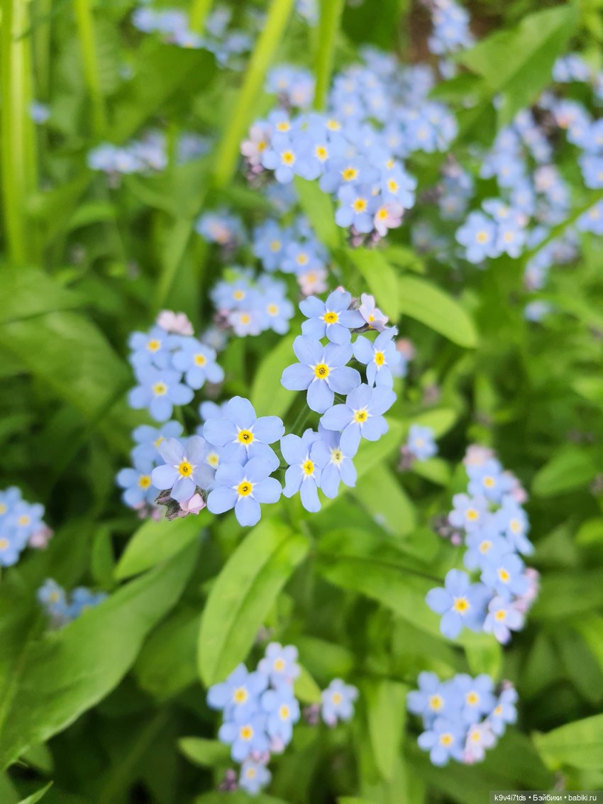 В Первый День Лета — Куклы Irrealdoll (Ирреалдолл): BJD (БЖД) (фото 10)