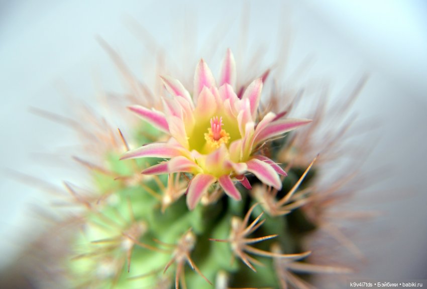 В Первый День Лета — Куклы Irrealdoll (Ирреалдолл): BJD (БЖД)