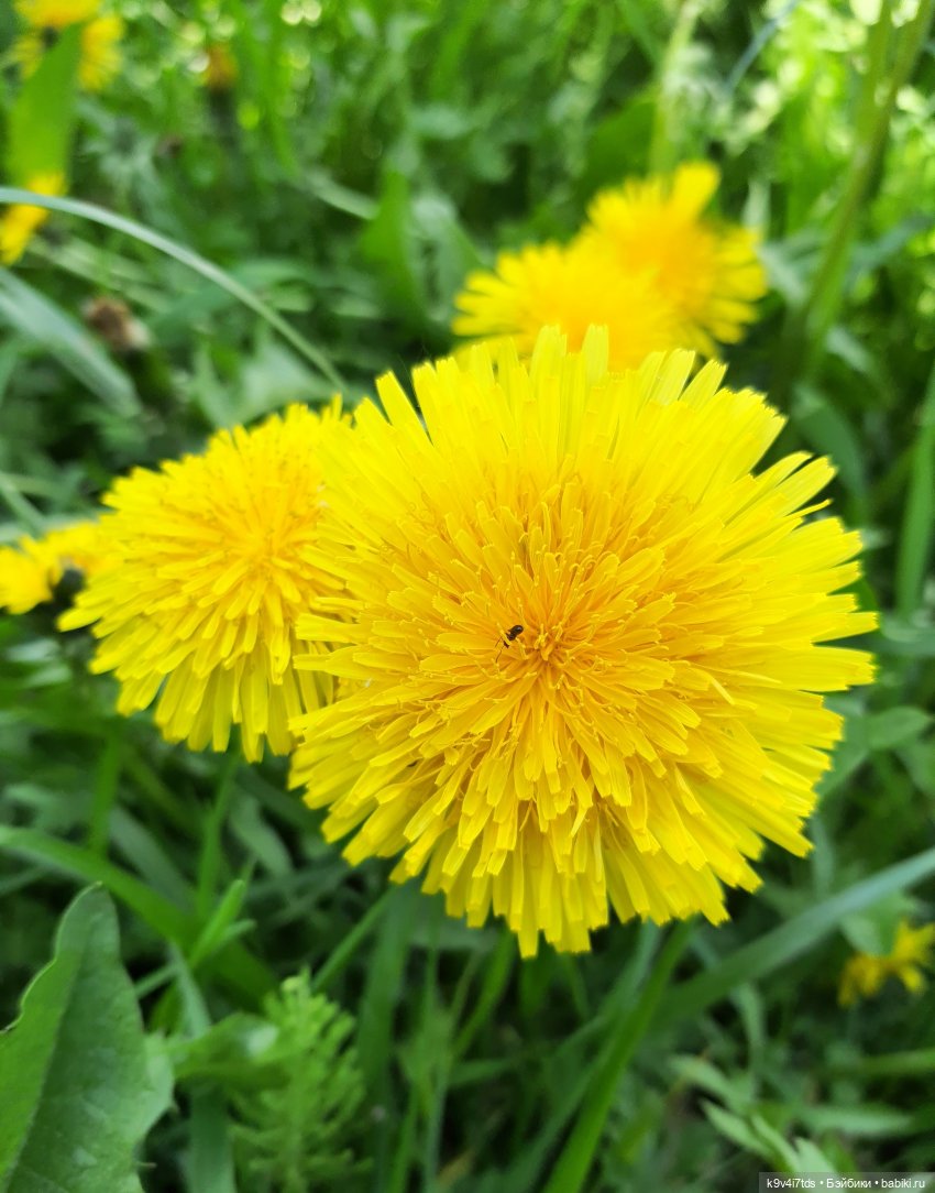 В Первый День Лета — Куклы Irrealdoll (Ирреалдолл): BJD (БЖД)