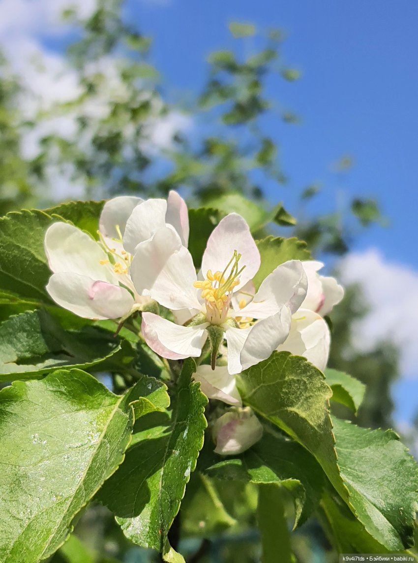 В Первый День Лета — Куклы Irrealdoll (Ирреалдолл): BJD (БЖД)