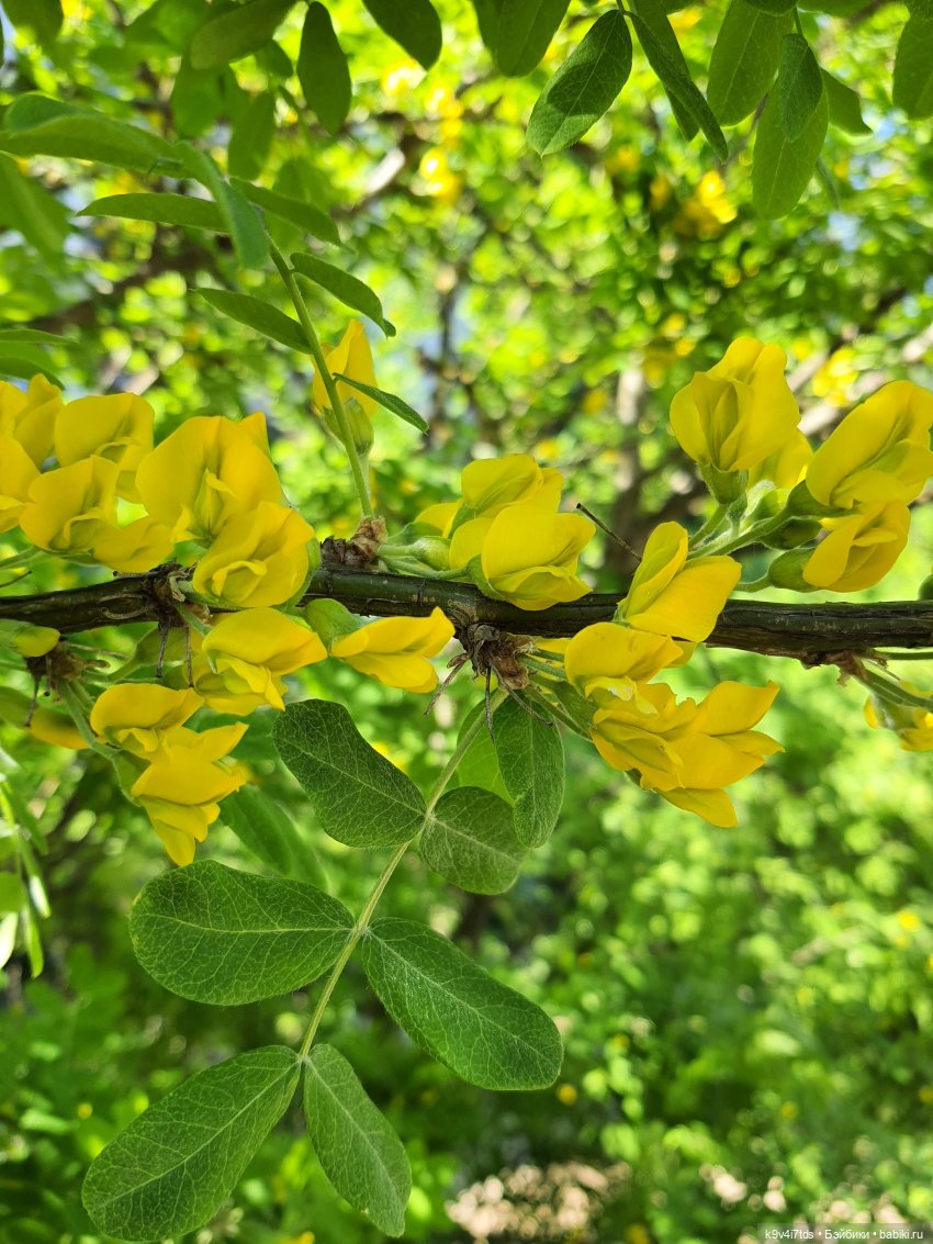 В Первый День Лета — Куклы Irrealdoll (Ирреалдолл): BJD (БЖД) (фото 8)