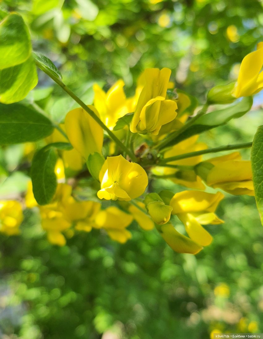 В Первый День Лета — Куклы Irrealdoll (Ирреалдолл): BJD (БЖД) (фото 7)