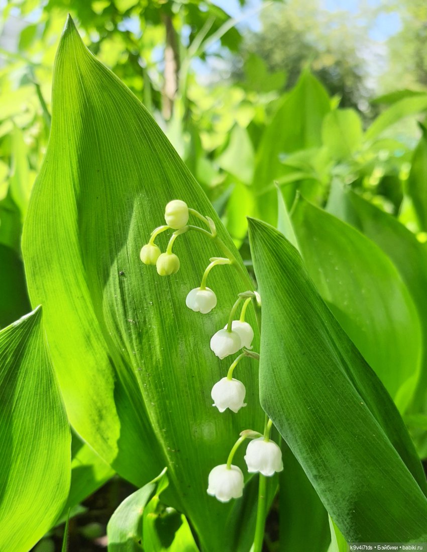 В Первый День Лета — Куклы Irrealdoll (Ирреалдолл): BJD (БЖД) (фото 6)