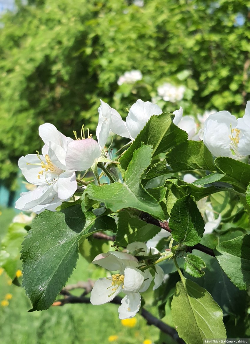 В Первый День Лета — Куклы Irrealdoll (Ирреалдолл): BJD (БЖД)