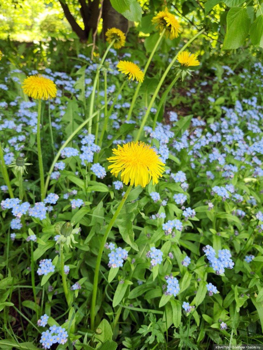 В Первый День Лета — Куклы Irrealdoll (Ирреалдолл): BJD (БЖД) (фото 9)